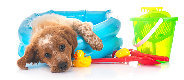 犬の水分不足