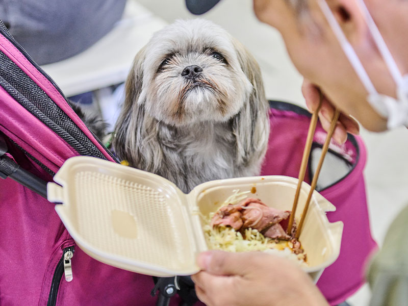 目で見て楽しい・食べて美味しい愛犬・愛猫用グルメ